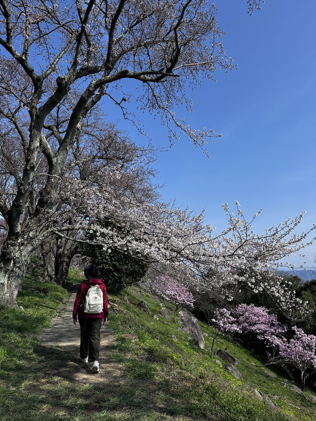四國高松的絕美景點-紫雲出山