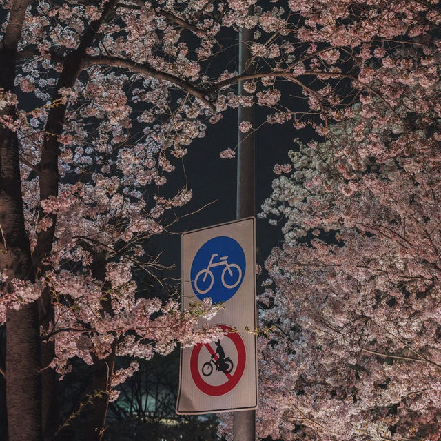 서울 밤벚꽃 명소 여의도 한강공원 