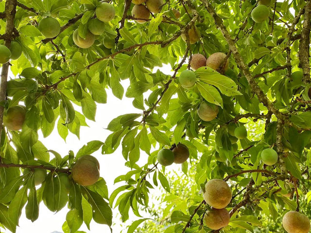 Mai Châu, Mộc Châu