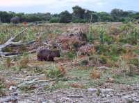 Family friendly Enchanted Walk and Wombats sightings 