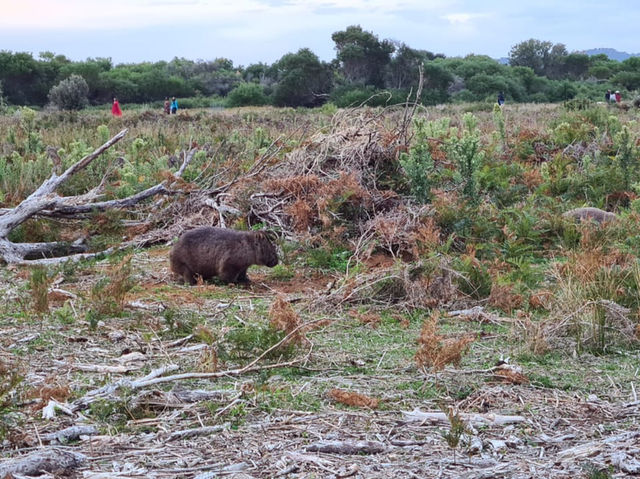 Family friendly Enchanted Walk and Wombats sightings 