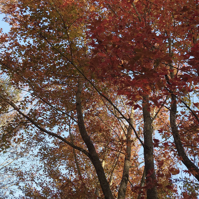 大欖郊野公園 (Tai Lam Country Park)