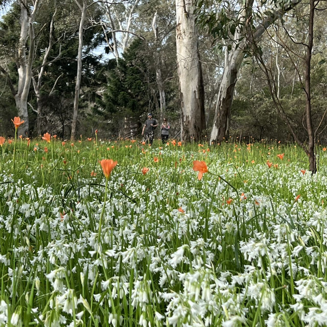 Adelaide 行山推介