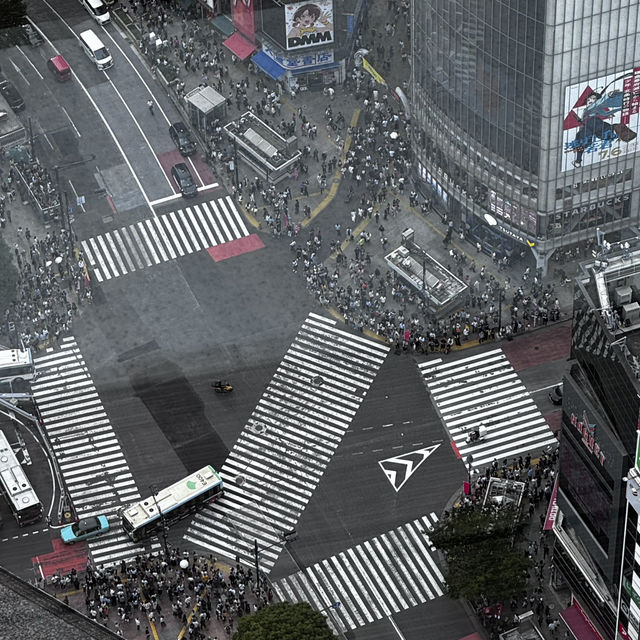야경은 실패… 그래도 좋았던 시부야 스카이🏙️