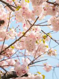 Blossoms by the Sea: Experiencing Spring in Busan
