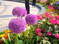 Hydrangea Garden at Ilsan Flower Festival