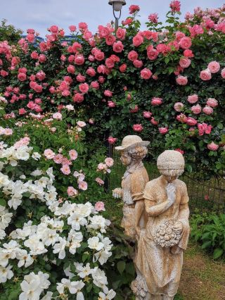 🌹 Keisei Rose Garden in Full Bloom 🌹