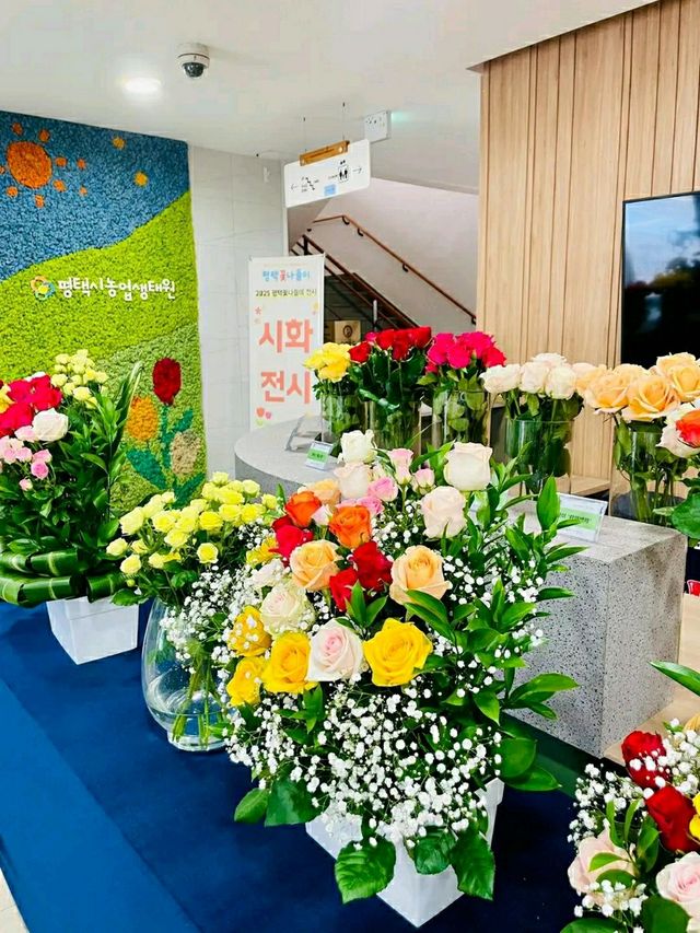 Pyeongtaek in Bloom: A Tranquil Cherry Blossom Retreat