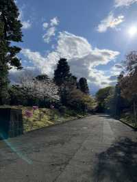 🏞️【皇居春日限定開放】趕上滿開櫻花×最後開放日！東京市中心的賞櫻驚喜體驗 🌸