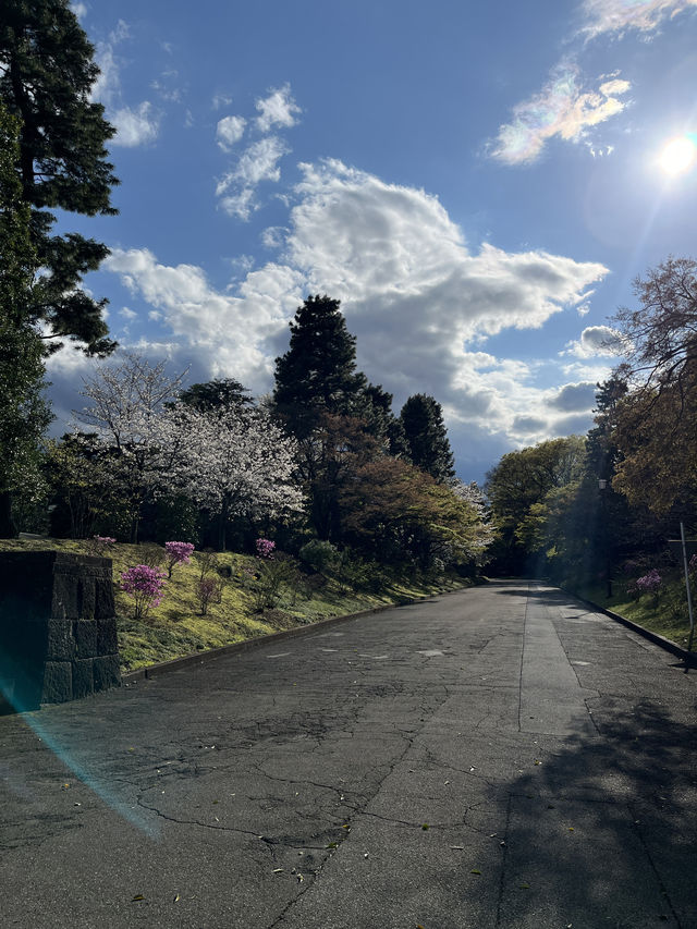 🏞️【皇居春日限定開放】趕上滿開櫻花×最後開放日！東京市中心的賞櫻驚喜體驗 🌸