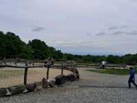 【栃木】昔ながらの牧場の風景「南ケ丘牧場」