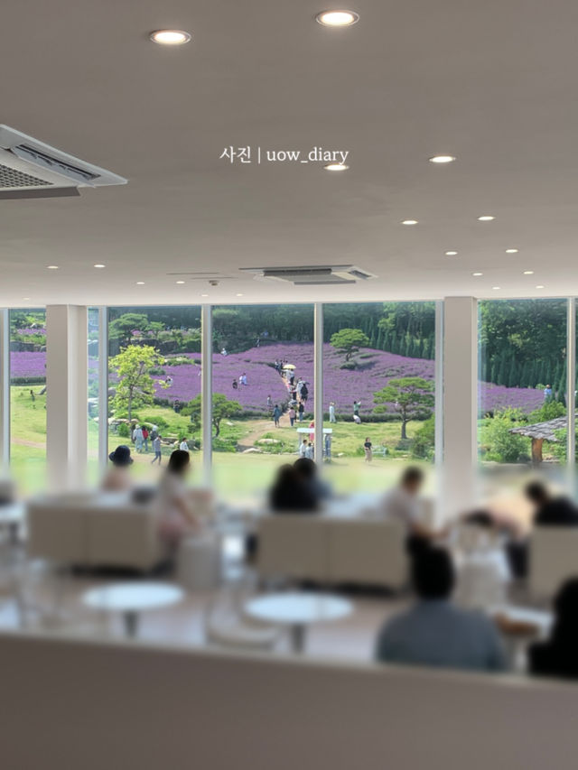 지금은 라벤더시즌💜✨ 인생샷 남겨봐!