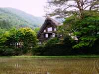五月的白川鄉如同一幅生機勃勃的畫卷 🌿🏞️