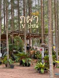 ป่าสนที่ไม่ต้องไปไกลถึงเชียงใหม่ 🌲