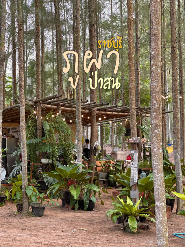ป่าสนที่ไม่ต้องไปไกลถึงเชียงใหม่ 🌲