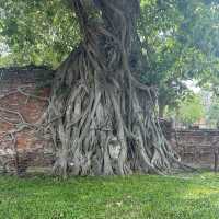 【アユタヤ🇹🇭】バンコクから90分！自然と歴史を感じる旅🌳