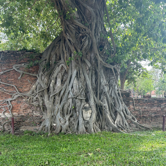 【アユタヤ🇹🇭】バンコクから90分！自然と歴史を感じる旅🌳