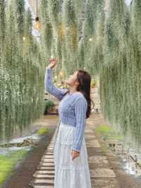 🇰🇷濟州春季限定🌷鬱金香花海