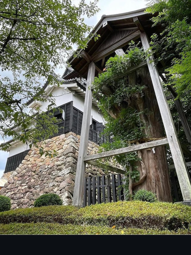 A Slow & Charming Stroll in Inuyama