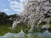 🌸【初見即傾心】大宮公園櫻花滿開的那一刻，我與春天撞了個滿懷!