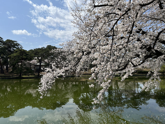 🌸【初見即傾心】大宮公園櫻花滿開的那一刻，我與春天撞了個滿懷!