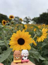 深圳太陽花田 地鐵直達商場旁