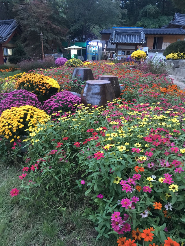 운악산 봉선사와 국화