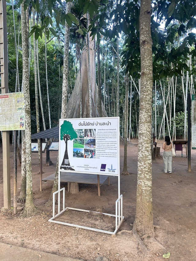 🌳 ต้นไม้ยักษ์ บ้านไร่ อุทัยธานี