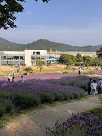 💜 양산 라벤더 카페, 보랏빛 힐링 스팟! 💜
