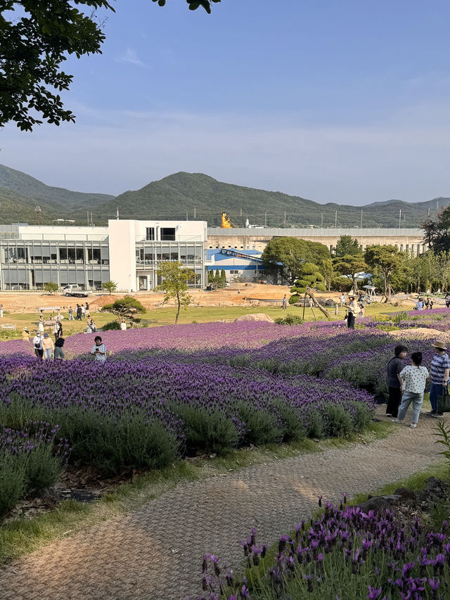 💜 양산 라벤더 카페, 보랏빛 힐링 스팟! 💜