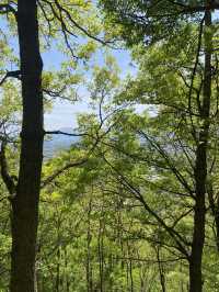 🌸 桜咲く“昇り龍”の里山  光城山