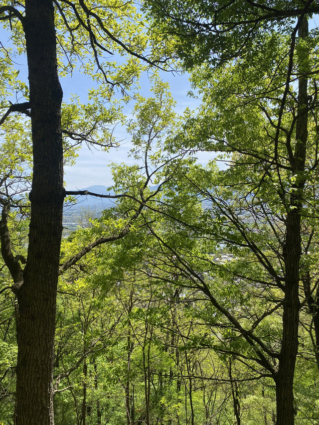 🌸 桜咲く“昇り龍”の里山  光城山