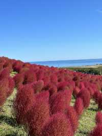 火紅的心-茨城縣國立海濱公園掃把草及自駕觀賞海邊鳥居