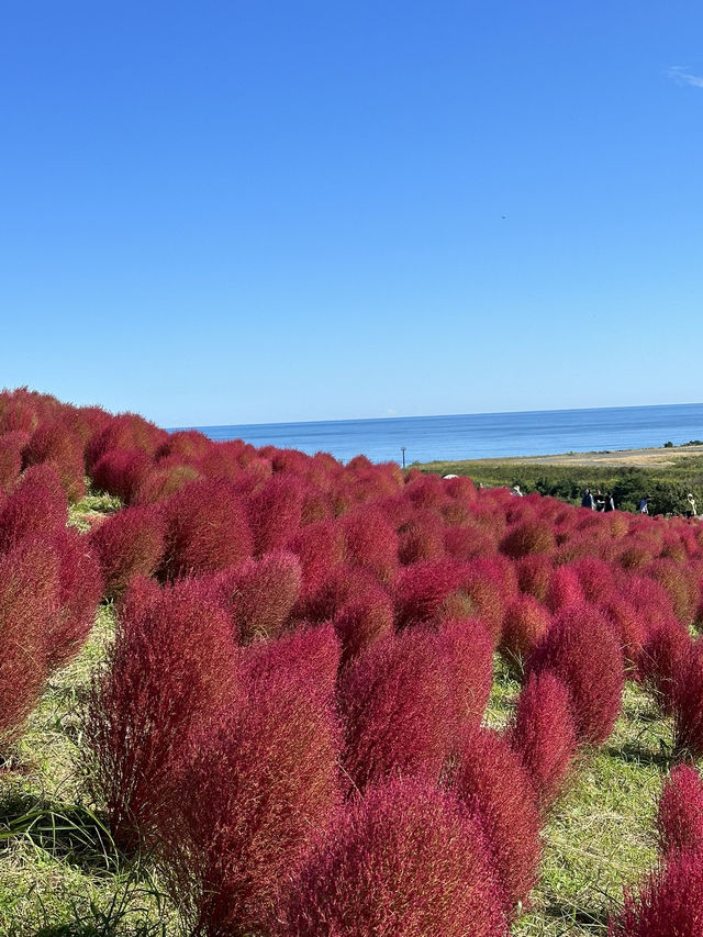 火紅的心-茨城縣國立海濱公園掃把草及自駕觀賞海邊鳥居