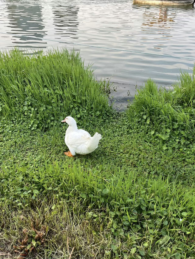 A Refreshing Green Escape – Daning Lingshi (Daning) Park, Shanghai