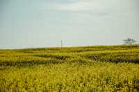 LUOPING IN SPRING 2025
