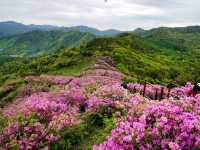 Bonghwasan Rhododendron Complex 
