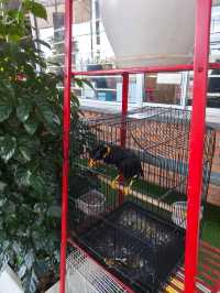 Desaru’s Budget Café Surprise: Sip & Stroll Through Nature