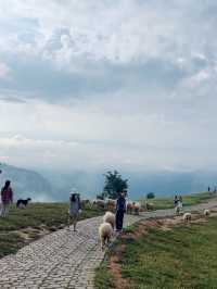 อาข่าฟาร์ม ดอยช้าง 🐑⛰️