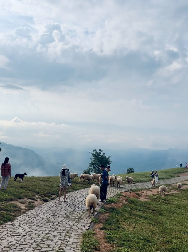 อาข่าฟาร์ม ดอยช้าง 🐑⛰️