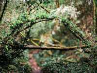 🌲【高黎貢山 · 穿越雲端的原始之境】