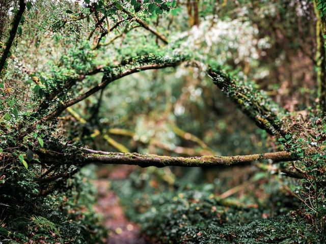 🌲【高黎貢山 · 穿越雲端的原始之境】