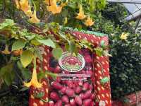 🍓Not Just Strawberries — Big Strawberry Farm, Cameron Highlands