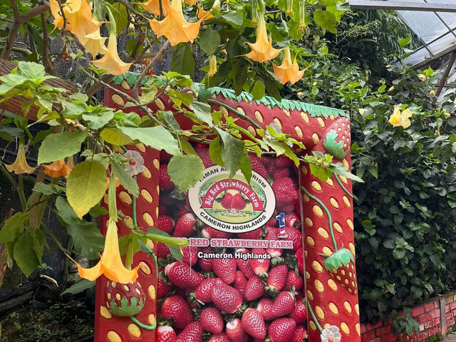 🍓Not Just Strawberries — Big Strawberry Farm, Cameron Highlands