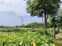 A Refreshing Visit to Yiwu Botanical Garden