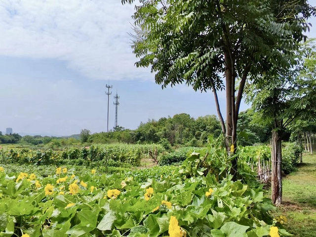 A Refreshing Visit to Yiwu Botanical Garden