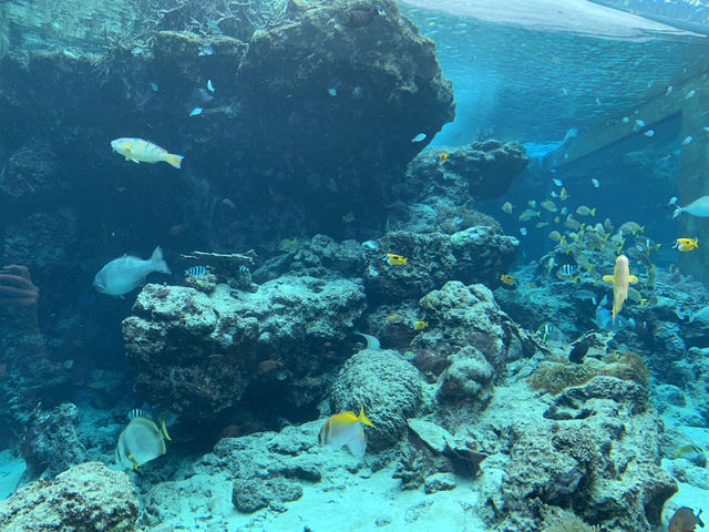 🐠 Dive into Wonder at Okinawa Churaumi Aquarium