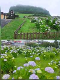 濟州城山日出峰⛰️繡球花盛開💙💜