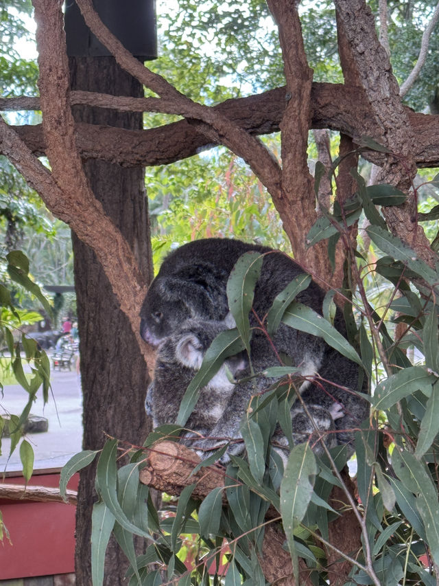 Australia Zoo 🦘🇦🇺🐨