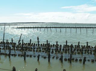Qigu Lagoon: Bamboo Rafting, Grilled Oysters, and Discovering Tainan's Wild Side